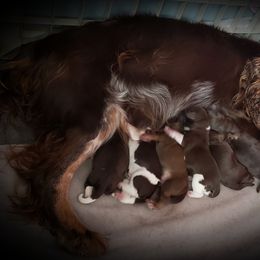 Aussiedoodle, Poodle, and Springerdoodle Puppies from Dakota SpringerDoodles