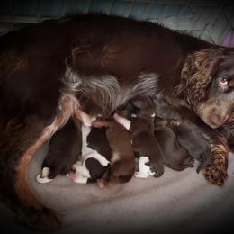 Aussiedoodle, Poodle, and Springerdoodle Puppies from Dakota SpringerDoodles