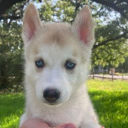 Waffles - Sable and white female Siberian Husky puppy in College Station, Texas from Texas Siberian Husky Kennels (TSHK)