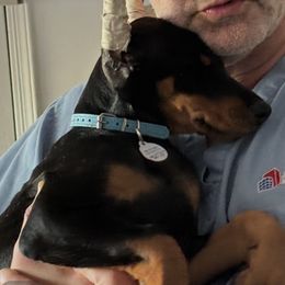 Turquoise - Black and rust female Doberman Pinscher puppy in Woodmere, New York from Ocean’s Breeze Doberman Pinschers