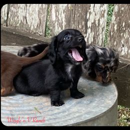 Dachshund and Pug Puppies from Wiggle'n V Ranch
