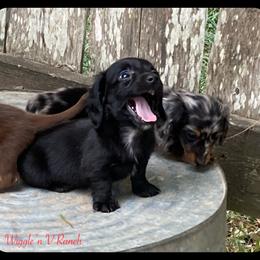 Dachshund and Pug Puppies from Wiggle'n V Ranch