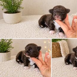 Choco girl - Chocolate female Chihuahua puppy in Miami, Florida from Natalias Tiny Puppies