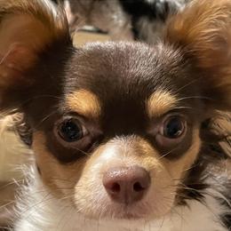 Hulk - Chocolate and white male Chihuahua puppy in Canton, Ohio from Elysium Fields Chihuahuas