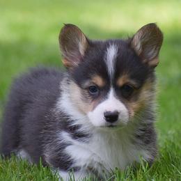 Everett - Black and tan male Pembroke Welsh Corgi puppy in Morgantown, Pennsylvania from GoldStar Corgis (License Number 18519)
