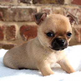Fig - Black sabled fawn male Chihuahua puppy in Forsyth, Georgia from Brooks Grove Canines LLC