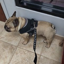 Paxton - French Bulldog