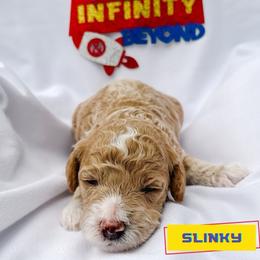 Slinky - Cream male Goldendoodle puppy in Lakeland, Florida from Rolling Oak Doodles