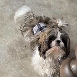 Princeton - Brindle and white male Shih Tzu puppy in Bastrop, Louisiana from Happy Scout's Shih Tzu's