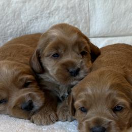 Honey - Golden female Cockapoo puppy in Roseville, California from Darby Park Doodles