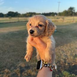 Gidget - Red female Dachshund puppy in Durant, Oklahoma from Big Creek Mini Dachshund