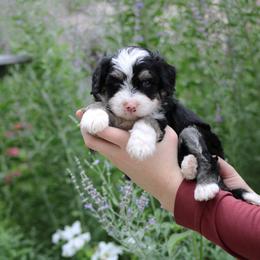Maverick - Tri-color male Bernedoodle puppy in Eagle Mountain, Utah from Fur Real Puppies.