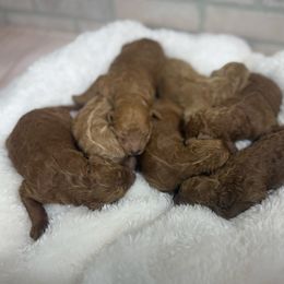 Male 1 - Red  male Poodle puppy in Mississippi from Ewing Acres