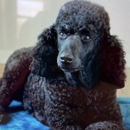 Abbie - Poodle