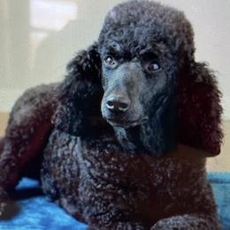 Abbie - Poodle