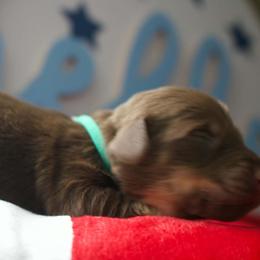 Boy 2 - Chocolate and tan male Dachshund puppy in Peebles, Ohio from Cave Valley Hounds