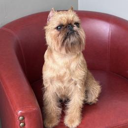 Mila - Brussels Griffon