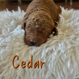Cedar - Red  male Poodle puppy in Dayton, Texas from Wolfe Island Poodles