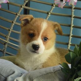 Boy 1 - Red Pembroke Welsh Corgi puppy in Gig Harbor, Washington from Pacific Northwest Pembroke Welsh Corgis