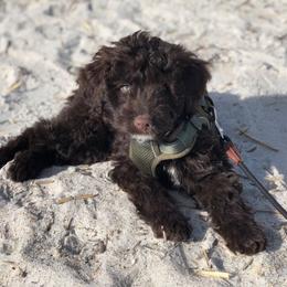 Portuguese Water Dog Puppies from Cornerstone Porties