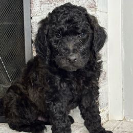 Harlan - Brown and white male Aussiedoodle puppy in Monroe, North Carolina from The Klepper Homestead