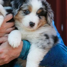 Boy 3 - Miniature American Shepherd puppy in Valparaiso, Indiana from Cashecho Kennel