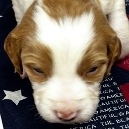 Sadie boy 6 - Orange and white male Brittany puppy in Floyd Knobs, Indiana from Cross Creek Brittanys