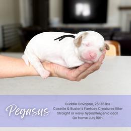 Pegasus - White male Cavapoo puppy in South Jordan, Utah from Wonderful World Doodles