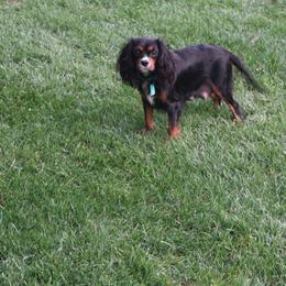 Penny - Cavalier King Charles Spaniel