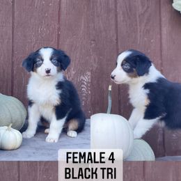 Australian Shepherd Puppies from Cricket Flat Kennel