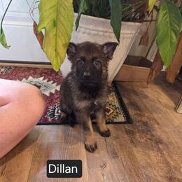 Dillan - Sable male German Shepherd puppy in Cave City, Arkansas from Bayou Valley Shepherds and American Hunt Terriers