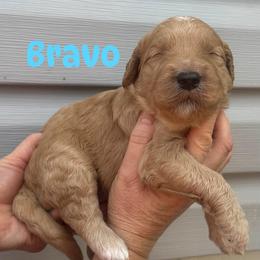 Bravo - Apricot male Goldendoodle puppy in Prosperity, Pennsylvania from Stelladoodles & Company