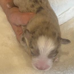Von - Red merle male Miniature Australian Shepherd puppy in Godley, Texas from Nana and Paws Aussies