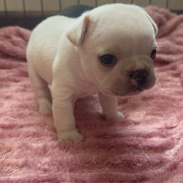 Beth - White female French Bulldog puppy in Cleveland, Tennessee from Grammer's Southern Breeding
