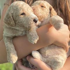 Double Doodles from Northern Valley Doodles