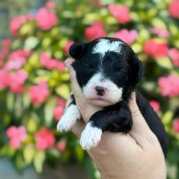 Ariel - Black and white female Sheepadoodle puppy in Wharton, Texas from Little Fur Friends