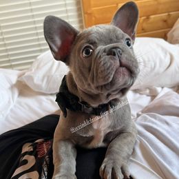 French Bulldog Puppies from Wrinkle Boss FrenchBulldogs