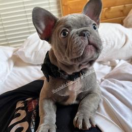 French Bulldog Puppies from Wrinkle Boss FrenchBulldogs