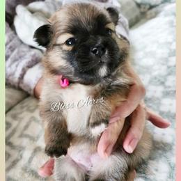 Holly - Red sable female Pomeranian puppy in Ponca City, Oklahoma from Bliss Acres Farm