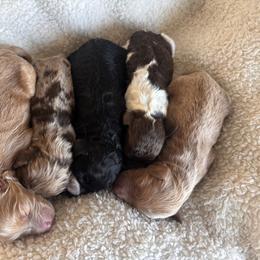 Goldendoodle puppies from Alvdoodles