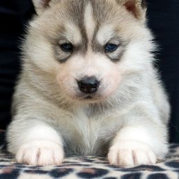 Siberian Husky Puppies from Zuska Siberians