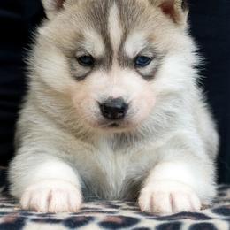 Siberian Husky Puppies from Zuska Siberians
