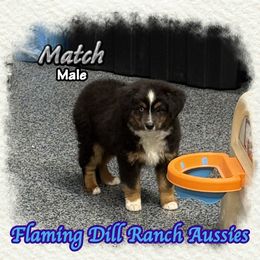 Match - Black tri male Toy Australian Shepherd puppy in Forestburg, Texas from Flaming Dill Ranch Aussies