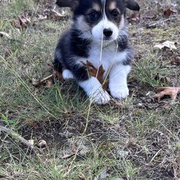 Pancake - Black and tan female Pembroke Welsh Corgi puppy in Sanford, Michigan from Tambali Pembroke Welsh Corgis