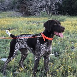 SAGE - German Shorthaired Pointer