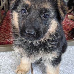 German Shepherd Puppies from Valley Shepherds LLC