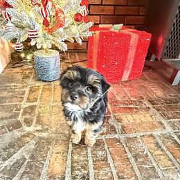 Sully - Black and gold male Yorkshire Terrier puppy in Nesbit, Mississippi from Bluff City Yorkies
