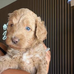 River - Red female Bernedoodle puppy in Clovis, California from Delta Doodless