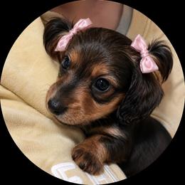 Zaria - Wild boar and cream female Dachshund puppy in Proctor, Montana from Blue Star Dachshunds