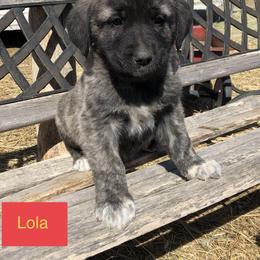 Aussiedoodle, Colorado Mountain Dog, and Corgipoo Puppies from Stone Table Ranch/STR Just Doodle It
